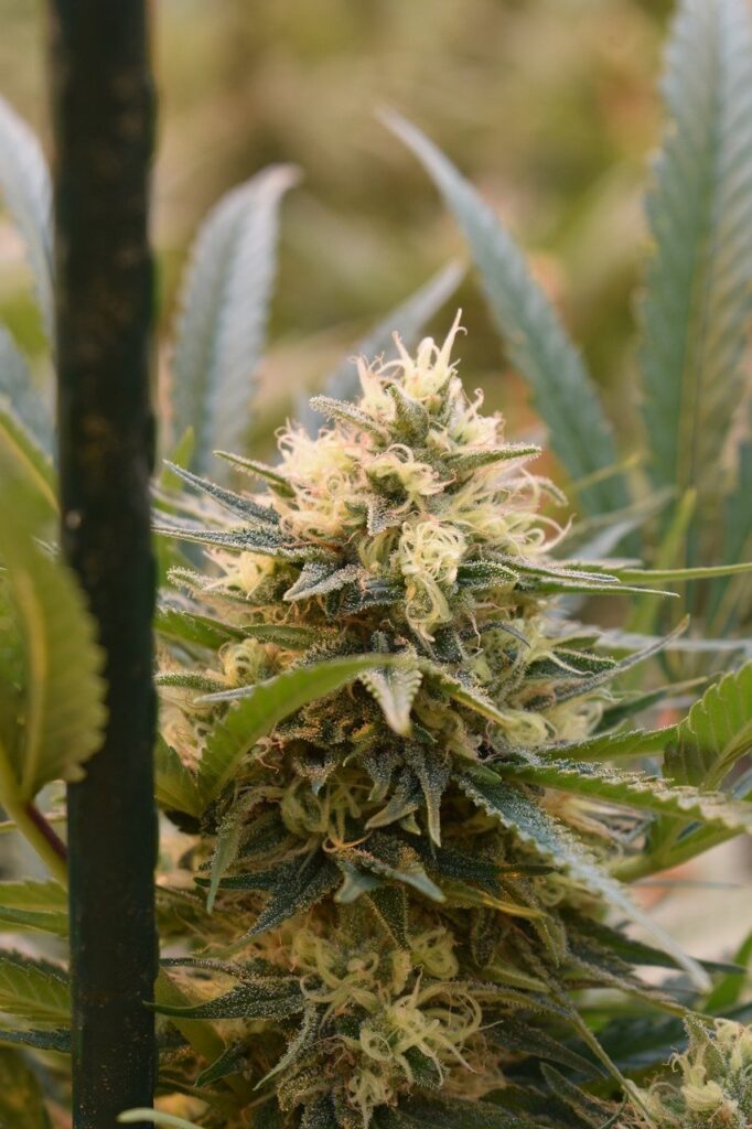 cannabis, cannabis flower, hemp flower