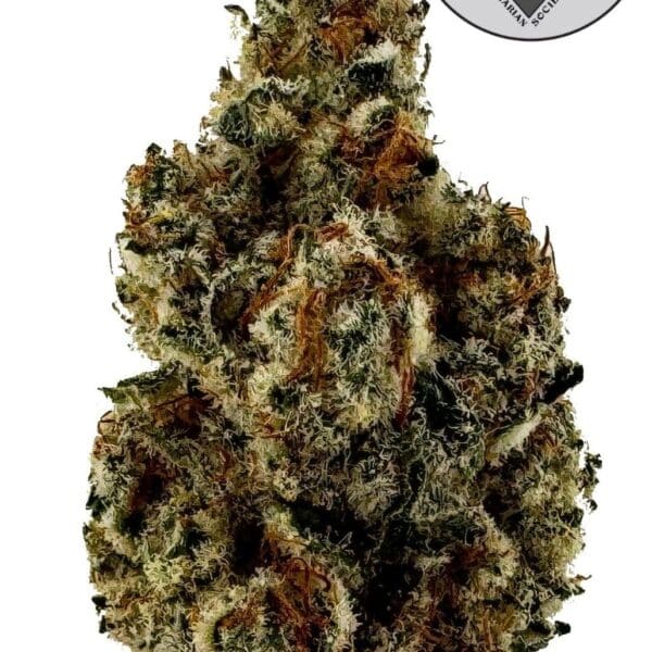 Continental Drip - Indoor Craft THCa (Hybrid)